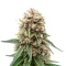 Graines de cannabis Royal Gorilla (RQS)