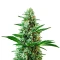 Sour Diesel Auto Seeds