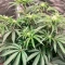 Super Lemon Haze x RS11 Seeds