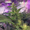 Tikal Regular seeds