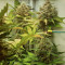 Graines de cannabis Z Auto (Fast Buds)