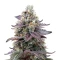 Ztrawberry Seeds