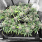 Tropicana Cookies Auto Seeds