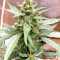 Runtz Autoflower (Herbies Seeds)
