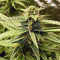 K.O Crop Auto Seeds