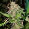 24K Gold (Kosher Tangie) Seeds