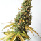 Afghan Express Auto feminized seeds