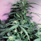 Auto AK XXL strain