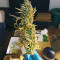 Graines de cannabis Auto Xtreme (Dutch Passion)