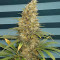 Black Jack Seeds