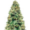 Buford OG regular (Rare Dankness Seeds)