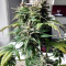 CBD Lemon Potion Auto Seeds