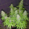 Chemdog #4 (BlimBurn Seeds)