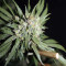 Dark Ghost Train Seeds