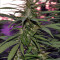 Destroyer Regular seeds