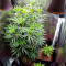 Do-Si-Dos Cookies Seeds