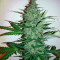 Early Skunk Haze (Early Pearl Skunk x Haze) Regular seeds