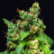 Gelato (BlimBurn Seeds)