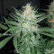 Killer Purps (Bomb Seeds)