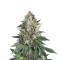 Kush Bomb feminized seeds