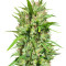 Malawi Regular (Ace Seeds)