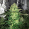 Master Kush (White Label)