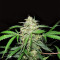 Mexican Sativa Seeds