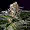 Graines de cannabis Midnight Kush (G13 Labs)