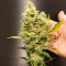 NYC Diesel Seeds
