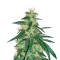 Graines de cannabis Panama regular (CannaBioGen)