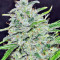 Purple Haze x Malawi (Ace Seeds)