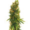 Graines de cannabis Silver Bubble (Reserva Privada)