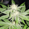 Strawberry Banana feminized seeds