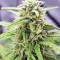 Strawberry Gum feminized seeds