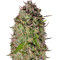 Super Silver Haze Regular seeds