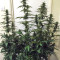 Thai Chi feminized seeds