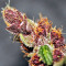 Violeta Regular seeds