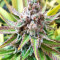 White Critical (White Widow +) (Original Sensible Seeds)