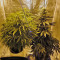 Arjan's Ultra Haze #1 feminized seeds