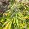Sementes Feminizadas de Blue Sunset Sherbert (Barney’s Farm)