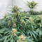 Blue Zushi Feminized Seeds (Original Sensible Seeds)