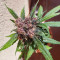Semillas Feminizadas Dark Lemonade Auto (Delicious Seeds)