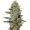 Exodus Cheese Autoflowering feminized seeds