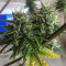 Semi femminizzati Girl Scout Cookies Auto (Auto Seeds)