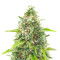 Green Crack Fast Version (Herbies Seeds)