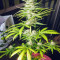 NLX Diamond Auto feminized seeds
