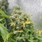 Purple Haze 1 feminized seeds