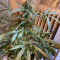 Venta de LSD Auto (Barney's Farm) | Semillas de marihuana feminizadas