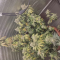 Venta online de Totally Alpha OG de AlphaFem Seeds