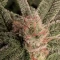 Blackberry Moonrocks Seeds (AlphaFem Seeds) - Cannabis Strain Seeds for Sale